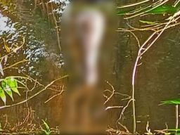 Warga Rantau Badauh Barito Geger, Mayat Lelaki Ditemukan Mengapung di Sungai