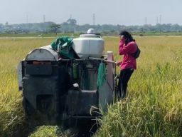 Surabaya Masih Punya Sawah, Kali Ini Panen Padi di BTKD Jeruk Meningkat 10%