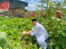 Abdul Ghoni Panen Melon Bareng Warga Bulak, Transformasi Lahan Kosong Jadi Kebun Sayur