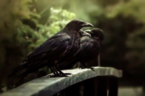 Tangis Gagak yang Hilang