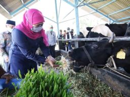 Gubernur Khofifah Apresiasi Keberhasilan Penanganan PMK di Jawa Timur