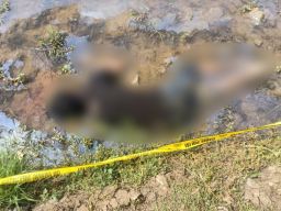 Seorang Pria Ditemukan Tewas di Area Persawahan, Desa Santing, Indramayu