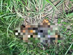 Pria Lansia di Lumajang Ditemukan Tewas Tinggal Tulang di Kebun Tebu