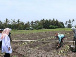 Ipuk Fiestiandani Pakai Jinawi Agar Petani di Banyuwangi Efisien Menggunakan Pupuk