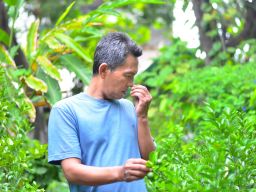 Dari Tanah Fasum Jadi Kampung Herbal, Inovasi Warga Nginden Jangkungan Butuh Perhatian