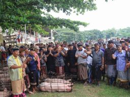 Jelang Nyepi, Bupati Tamba Bagikan 128 Babi dan Beras ke Seluruh Desa Adat se Jembrana