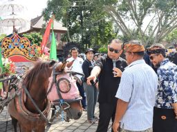 Jaga Eksistensi, Bupati Tamba Bantu Pemilik Dokar di Jembrana