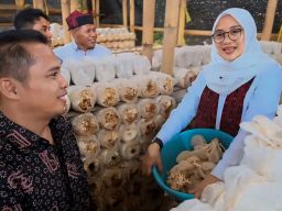 Ipuk Fiestiandani Panen Jamur, Bunga Desa di Wringinagung Kecamatan Gambiran