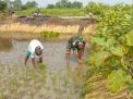 Babinsa Koramil Kedamean Gresik Bantu Petani Tanam Padi di Desa Turirejo