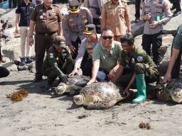 Bupati Tamba lepasliarkan belasan penyu hijau hasil tangkapan penyelundupan
