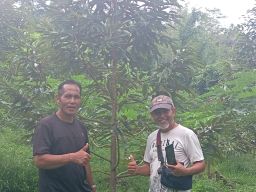 Agrowisata Tulikup Berkembang Pesat dengan Penanaman Durian Musangking dan Alpokat