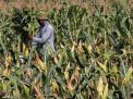 Pupuk yang Tepat Penentu Petani Jagung