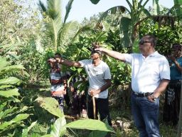 Blusukan ke Kebun, Bupati Tamba Jaga Produktivitas Sektor Hulu Petani Kakao Jembrana