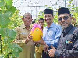 Wujudkan Inovasi Pertanian, Unisda Lamongan Panen Melon Varietas Golden Kinasih