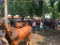Ketua PPSDS Jawa Timur Ragukan Jumlah Populasi Sapi Jelang Idul Adha