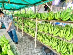 Lezatnya Pisang Cavendis: Kebunnya Ternyata Ada di Bali Juga! Siapa yang tak kenal Pisang Cavendis?