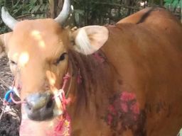 Kebakaran Gudang Pertanian dan Kandang Sapi di Mendoyo, Menyebabkan Kerugian Rp 17 Juta