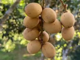 Ini 7 Alasan Kengapa Buah-buahan Lebih Bagus Dikonsumsi Sebelum Makan