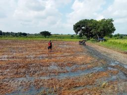 Dukung Peningkatan Produksi Pertanian, Serda Saifuddin Bantu Petani Bajak Sawah