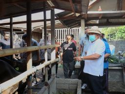 Bupati Tamba Pastikan Kesehatan Hewan Kurban Jelang Idhul Adha