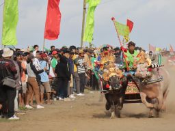 230 pasang kerbau adu cepat di Mekepung Jembrana Cup