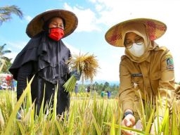 Banjiri 18.000 Supermarket se Indonesia, Ipuk Fiestiandani Dorong Ekspansi Beras Organik Banyuwangi
