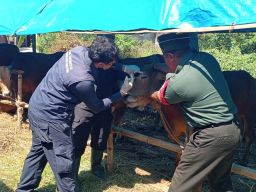 Dinas Pertanian dan Peternakan Sidoarjo Dampingi Pemeriksaan Kesehatan Hewan Qurban