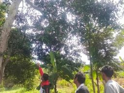 Tragedi di Desa Melaya, Niat Menyelamatkan Keponakan, Paman Tewas Jatuh dari Pohon Mangga