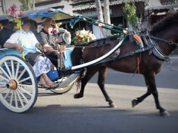 Revitalisasi Dokar di Jembrana, Langkah Strategis Pemkab Dongkrak Pariwisata