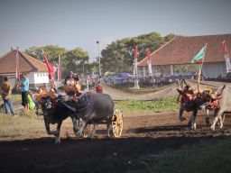 Berlangsung di Sirkuit All in One, Makepung Bupati Cup 2024 Diikuti Ratusan Pasang Kerbau