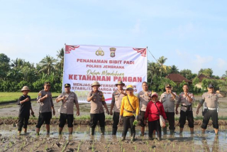 Polres Jembrana Tanam Padi, Wujudkan Dukungan Program Ketahanan Pangan 100 Hari Kerja Presiden RI