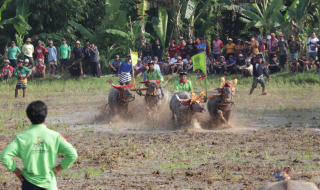 Berpacu Dilumpur, Makepung Lampit 2024 Digelar