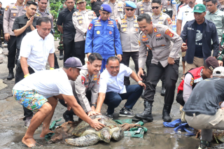 Bupati Tamba Dampingi Kapolda Bali Lepasliarkan Penyu dukung pelestarian satwa laut