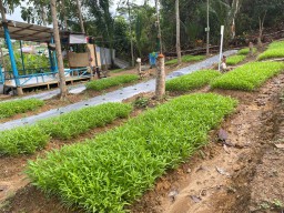 Lapas Kotabaru Sukses Wujudkan Ketahanan Pangan Berkelanjutan