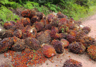 Pasar Sawit Tertekan Mengikuti Tren Pelemahan Global, CPO di KPBN Turun 0,42%