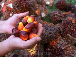 Minyak Sawit Punya Kandungan Antioksidan Alami dan Perlindungan dari Kanker