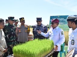 Dukung Swasembada Pangan Nasional, Banyuwangi Gelar Panen Raya Padi Serentak