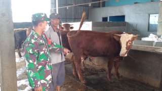 Babinsa Koramil Duduksampeyan Pantau Kesehatan Ternak di Gresik