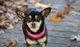 Anjing Terlatih Mampu Deteksi Parkinson Melalui Bau Tubuh dengan Akurasi Tinggi