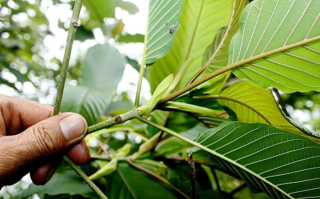 Manfaat Kratom pada Kesehatan Dorong Hilirisasi, Ekspor Melesat Tajam