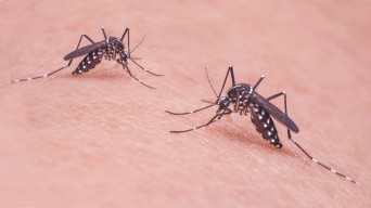 Kemenkes Waspadai Lonjakan Kasus Suspek Chikungunya Awal 2025