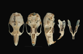 Spesies Tikus Hutan Baru Ditemukan di Sulawesi, Diberi Nama Crunomys tompotika