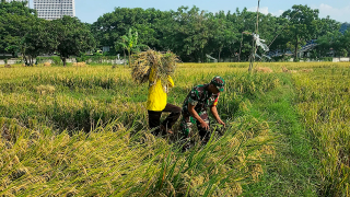 Ketahanan Pangan dari Desa, Babinsa Koramil Kebomas Dampingi Petani Panen Padi