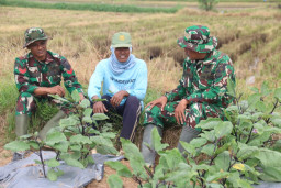 Komsos di Lahan Pertanian, Hangatnya Kebersamaan Satgas TMMD dan Petani di Desa Godo