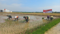 Semangat Kebersamaan di Balik Penanaman Padi TMMD Reguler ke-128 di Desa Godo