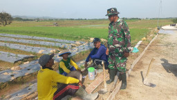 Komsos di Tengah Pengecoran, Serka Iskandar Dengarkan Harapan Petani Desa Godo