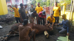 Adela Kanasya Adies dan Golkar Surabaya Perkuat Solidaritas Lewat Kurban Idul adha