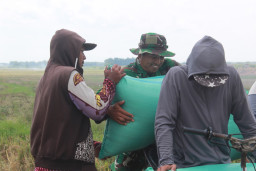 Manfaatkan Waktu Luang, Anggota Satgas TMMD Bantu Petani Angkat Gabah di Sawah