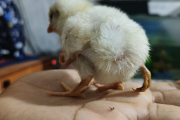 Anak Ayam Berkaki Empat Hebohkan Pamekasan, Pemilik Pilih Rawat Sendiri