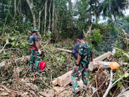 Satgas TMMD Ke-129 Tunjukkan Dedikasi, Ambil Material Kayu untuk Renovasi RTLH di Desa Umbele